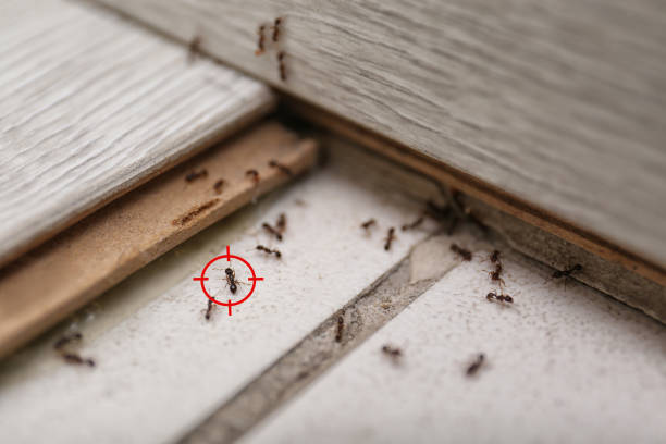 Best Cockroach Control Services  in Mojave, CA