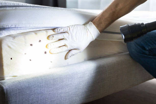 Best Pest Removal Services  in Mojave, CA