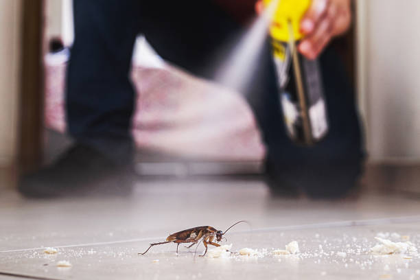 Best Local Pest Control Services  in Mojave, CA