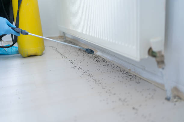 Best Pest Control for Businesses  in Mojave, CA