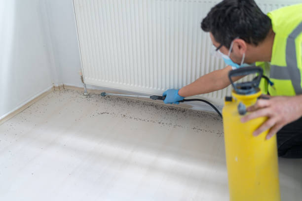 Best Termite Control Services  in Mojave, CA